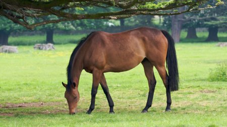 Гнедая лошадь