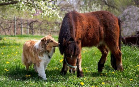 Обучение собаки конным командам