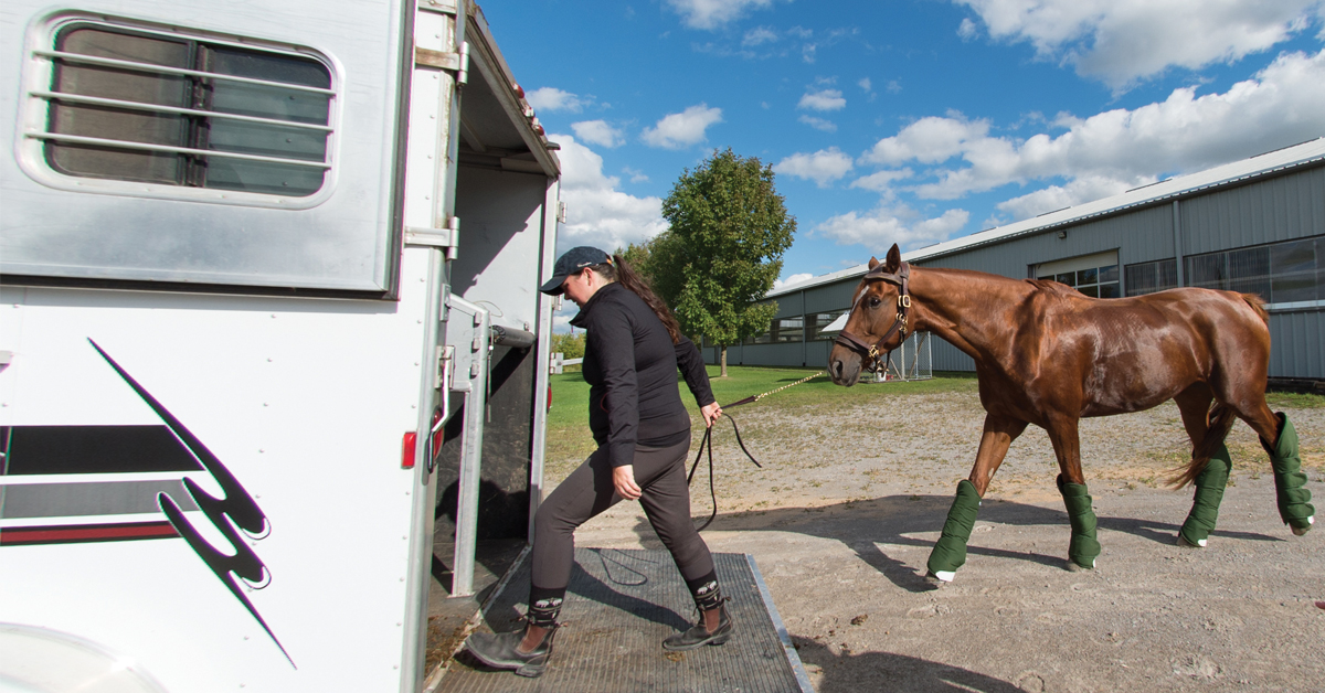 фиксация лошади при длительных поездках
