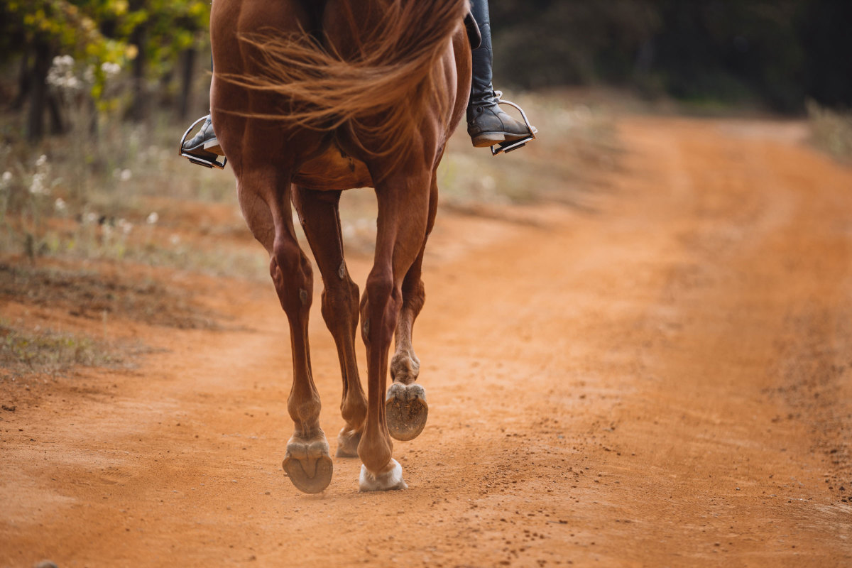 Подготовка лошади к длительному переезду: что нужно знать