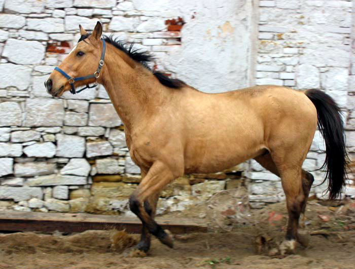 Кинская порода лошадей
