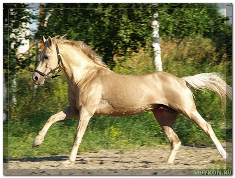 Сайт horse. Кински порода лошадей. Золотая масть лошади. Американская верховая лошадь Соловая. Соловая Кински.