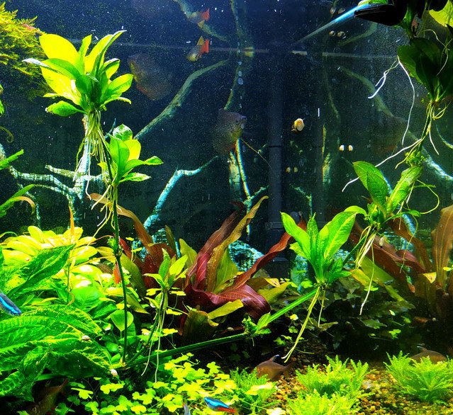 Роль аквариумных растений для рыб