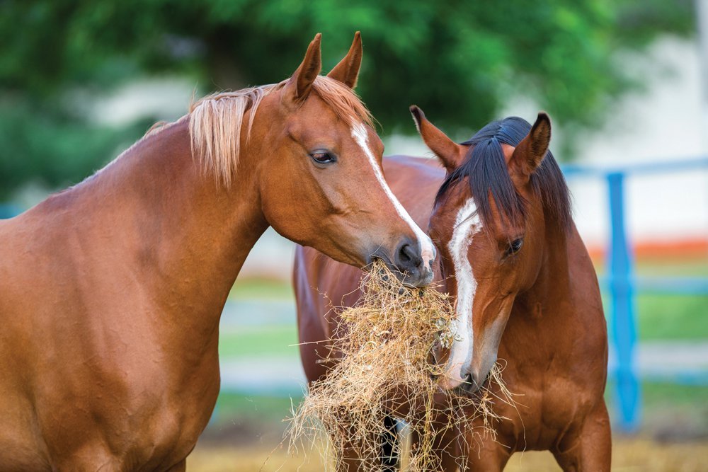 Что нужно знать о кормлении лошадей?