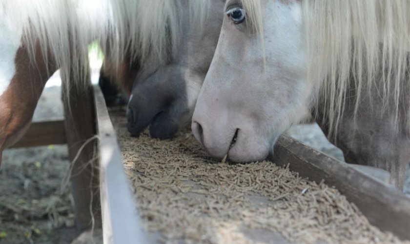 Почему жмыхи и шроты полезны для лошадей?