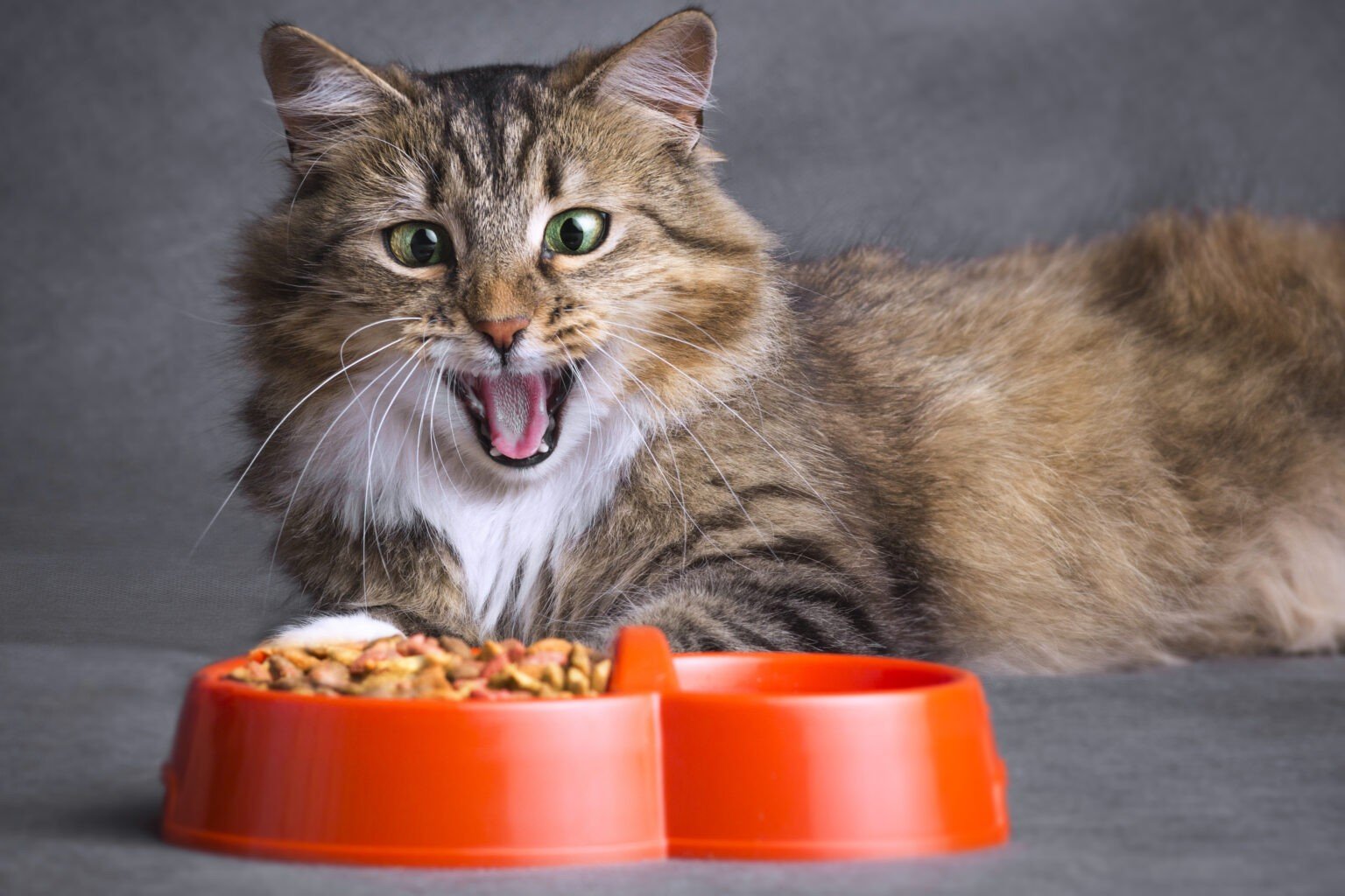 Как выбрать корм для вашей кошки?