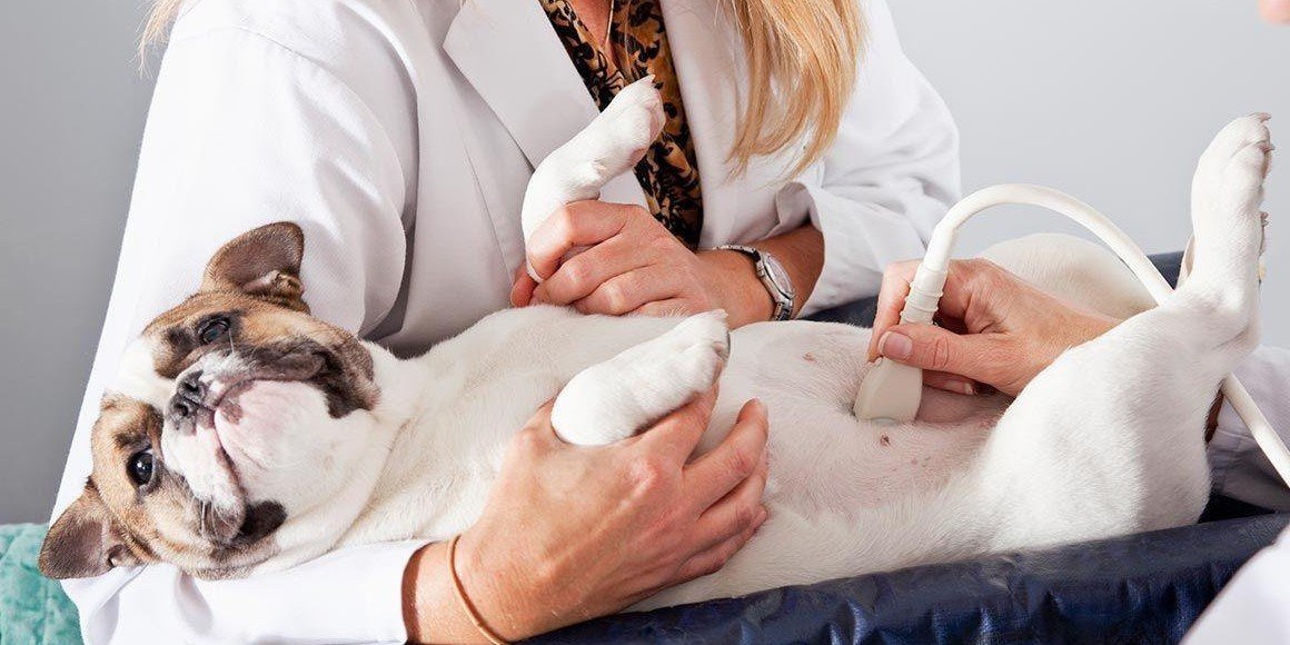 Болезни печени у собак — симптомы, лечение