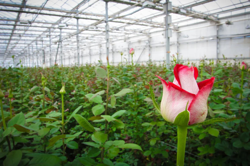 Саженцы роз: выбор места для посадки, полив и удобрение роз