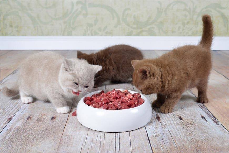 Как часто необходимо кормить котёнка?