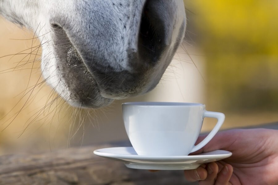 Кофе и лошади: как совместить удовольствие и работу?