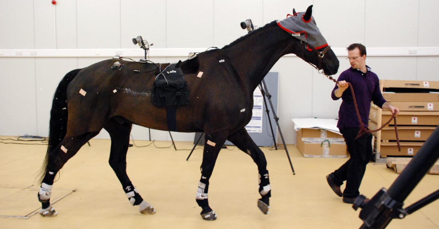 Технология захвата движения, для оценки здоровья лошадей