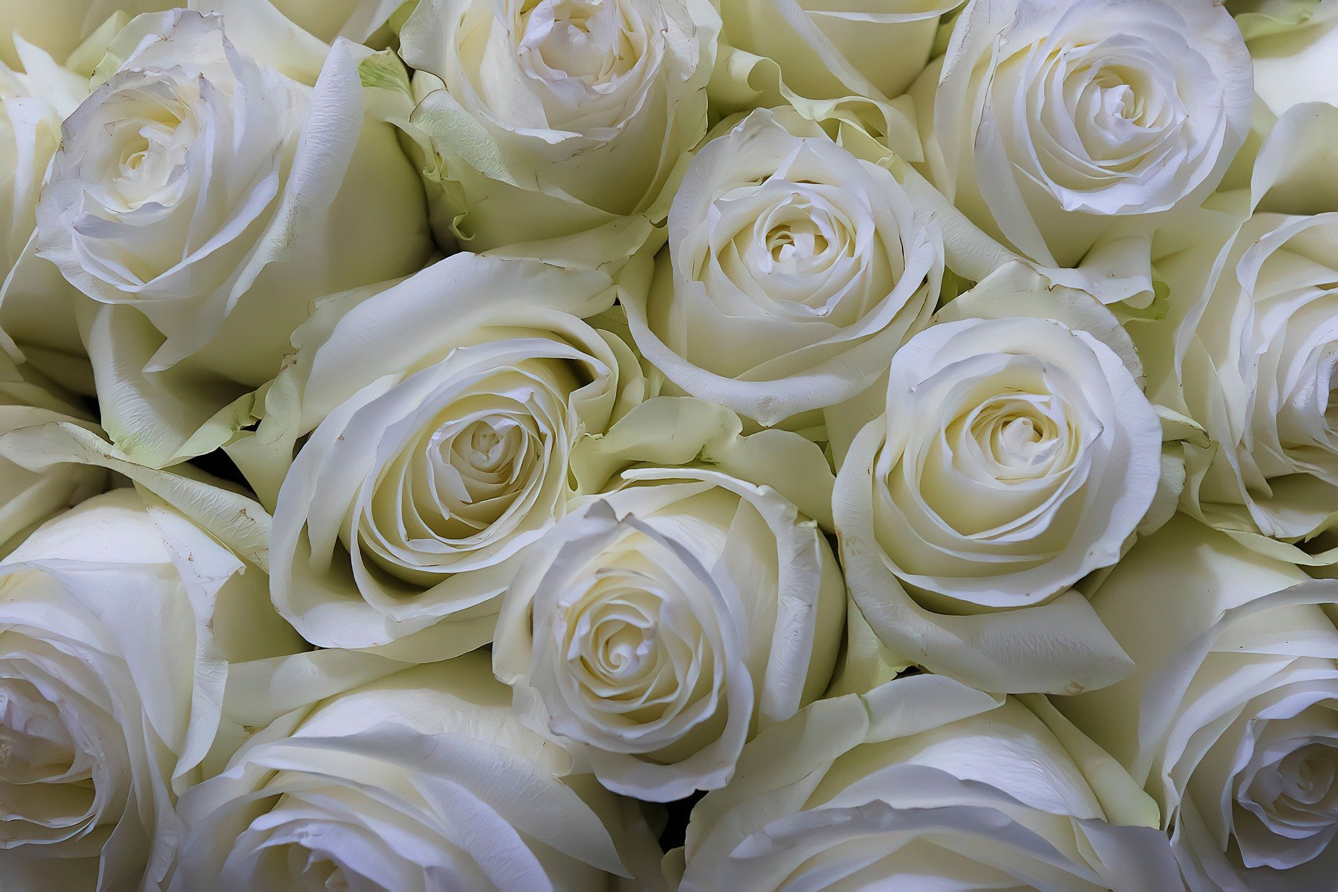 Белые розы с доставкой: идеальный подарок для любого случая
