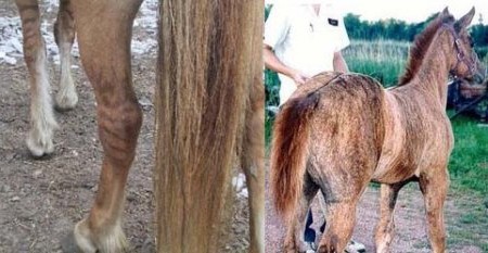 Фото лошади бурочубарой тигровой масти.