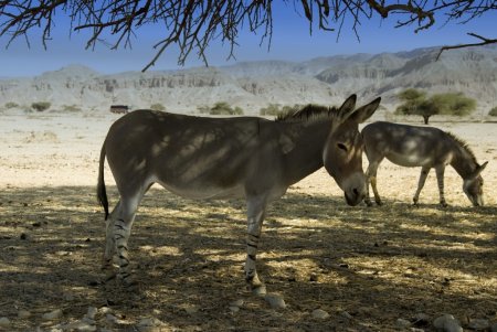 Фото дикого осла (Equus asinus) из Самали