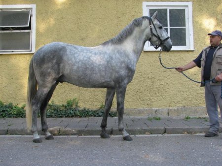 Фото лошади кладрубской породы, серой в яблоках масти