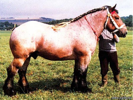 Фото лошади породы ауксуа буланой масти