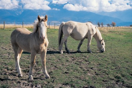 Фото кобылы с жеребенком американской кремовой породы золотой масти