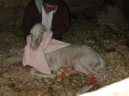 Фото новорожденного жеребенка американской кремовой породы золотой масти