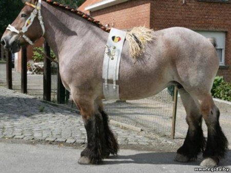 Фото лошади брабансонской породы булано-чалой масти