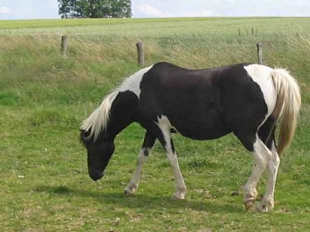 Фото Баскского пони вороно-пегой масти