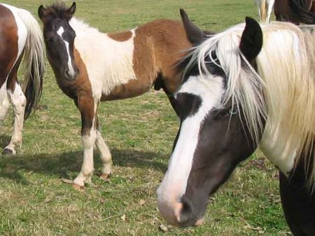 Фото Баскских пони
