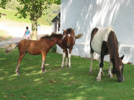 Фото Баскских пони