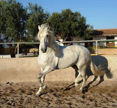 Картезианская порода лошадей (картухо, картухано): фото, описание, история происхождения