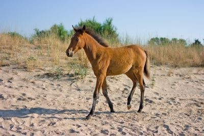 Фото жеребенка породы Сэйбл айленд гнедой масти
