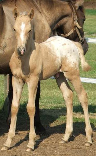 Фото жеребенка породы Уокалуза (Walkaloosa Horse) чепрачной масти