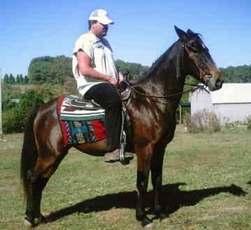 Фото лошади породы Рэкинг хорс (Racking Horse) темно-гнедой масти