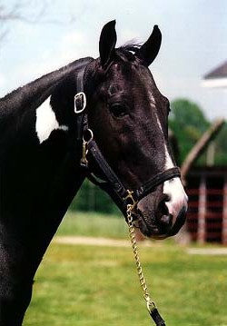 Фото лошади породы Рэкинг хорс (Racking Horse)