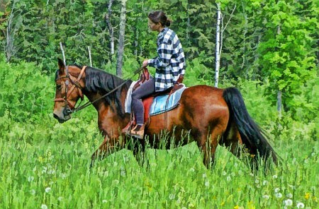 Фото лошади породы Рэкинг хорс (Racking Horse) гнедой масти