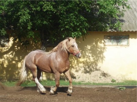 Фото новоалександровского тяжеловоза рыже-чалой масти