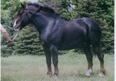 Фото новоалександровского тяжеловоза бурой масти