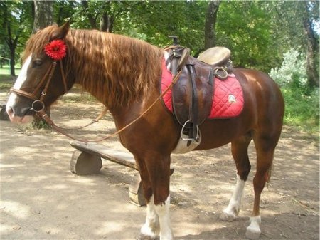 Фото новоалександровского тяжеловоза рыжей масти