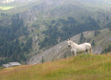 Фото лошади албанской (мизекейской) породы серой масти