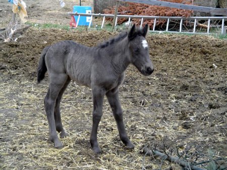 Фото жеребенка породы доле гудбрандсдал вороной масти