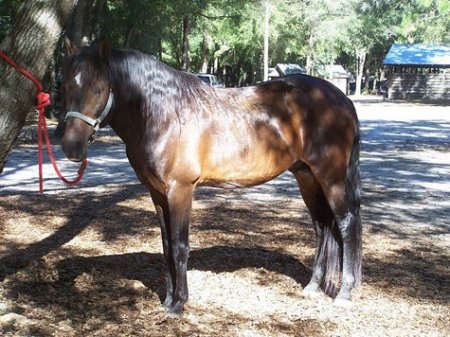 Лошади породы флоридский крэкер: фото, описание, история происхождения