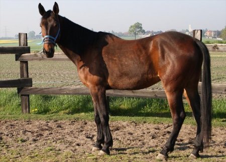 Малопольская порода лошадей: фото, описание, история породы