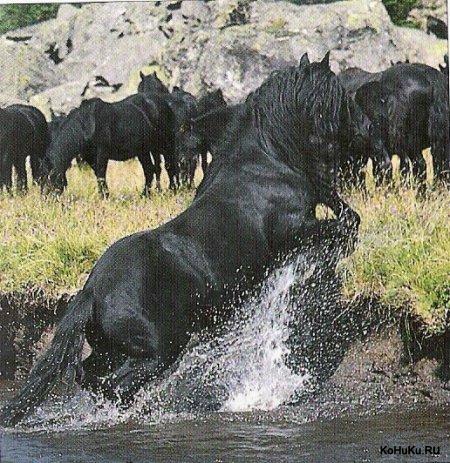 Фото резвящейся в воде меренской лошади вороной масти