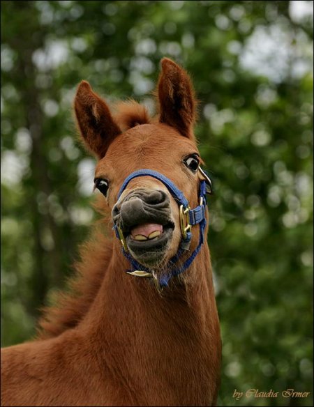 Фото жеребенка креольской породы рыжей масти