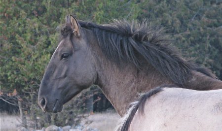 Фото лошади породы соррайа мышастой масти