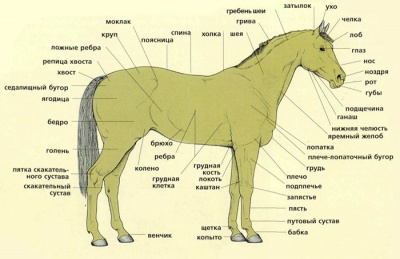 Стати лошади