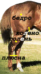 Задняя конечность лошади