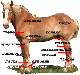 Стати конечностей лошади