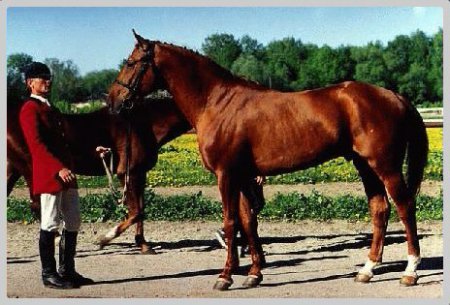 Фото лошади буденновской породы