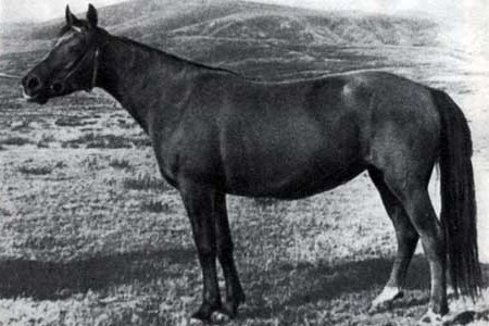 Лошади новокиргизской породы: фото, описание. история происхождения