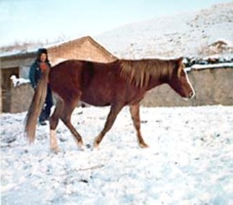 Фото лошади породы йили