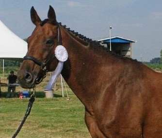 Фото лошади вестфальской породы