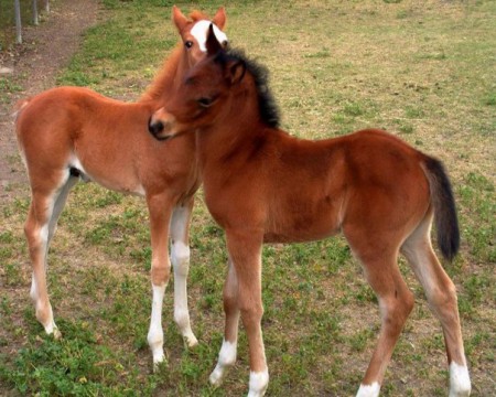 Фото жеребенка